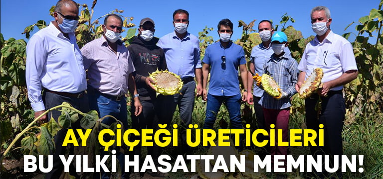 Ayçiçeği üreticileri hasattan memnun!