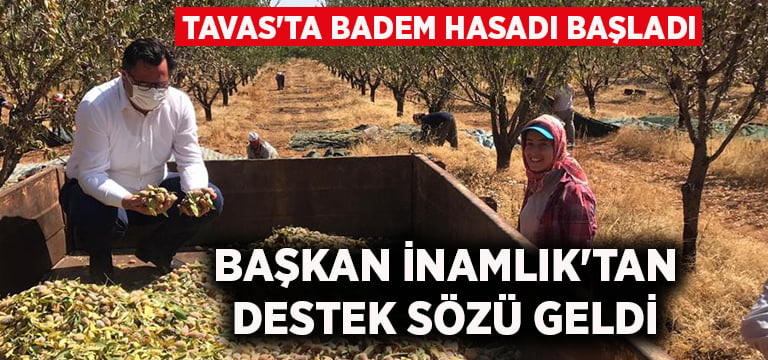 Tavas’ta badem hasadı başladı, Başkan İnamlık’tan destek sözü geldi