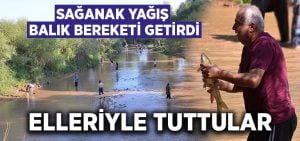 Sağanak yağış balık bereketi getirdi