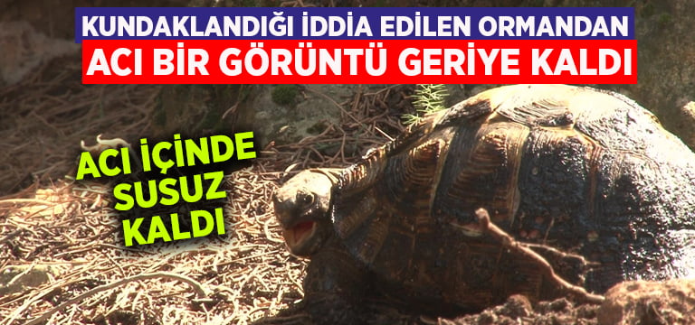 Kundaklandığı iddia edilen ormandan acı bir görüntü geriye kaldı