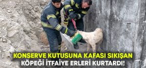 Konserve kutusuna kafası sıkışan köpek kurtarıldı