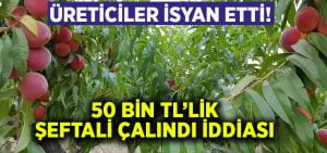 Üretici isyan etti.. 50 bin TL’lik şeftali çalındı iddiası