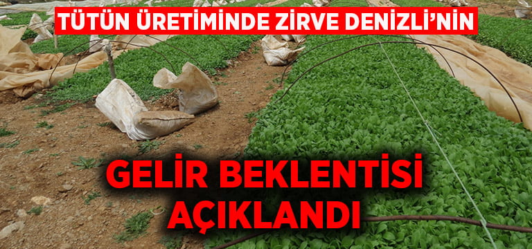 Tütün Üretiminde Zirve Denizli’nin