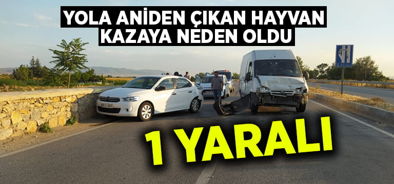 Yola aniden çıkan hayvan kazaya neden oldu