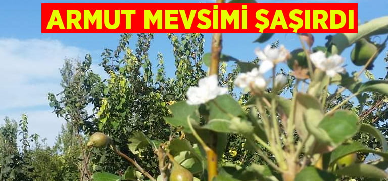 Armut mevsimi şaşırdı