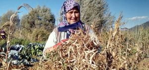 Meşhur Çameli kuru fasulyesinde hasat zamanı