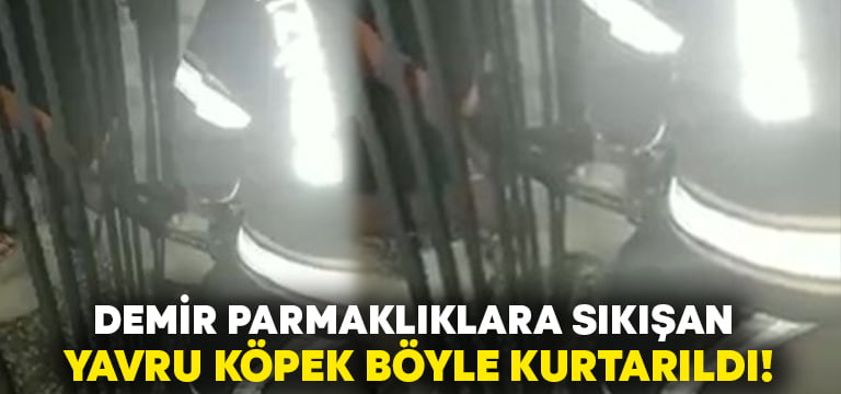 Demir parmaklıklara sıkışan yavru köpeği böyle kurtardılar!