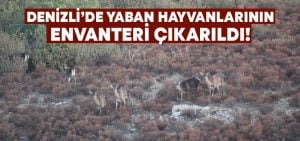 Denizli’de yaban hayvanlarının envanteri çıkarıldı!