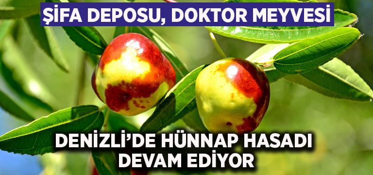 Şifa Deposu Hünnap Hasadı Devam Ediyor