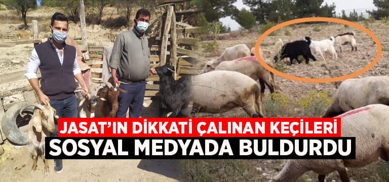 JASAT’ın dikkati çalınan keçileri sosyal medyada buldurdu