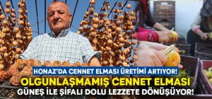 Olgunlaşmamış cennet elması 3 haftada şifalı lezzete dönüşüyor!