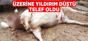 Üzerine yıldırım düşen dana telef oldu