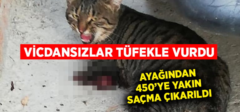 Vicdansızlar kediyi ayaklarından tüfekle vurdu