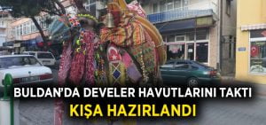 Buldan’da develer havutlarını taktı, kışa hazırlandı