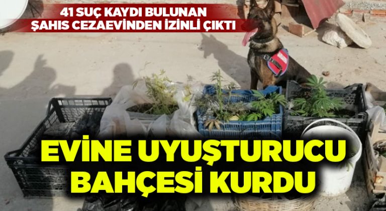 Cezaevinde izinli çıktı, evine uyuşturucu bahçesi kurdu