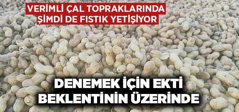 Verimli Çal topraklarında şimdi de fıstık yetişiyor