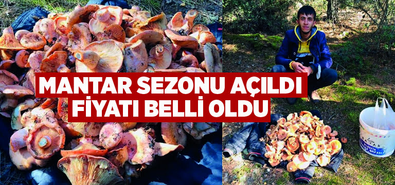 Mantar sezonu açıldı, fiyatı belli oldu