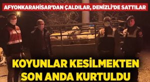 Afyonkarahisar’dan çaldılar, Denizli’de sattılar! Koyunlar kesilmekten son anda kurtuldu