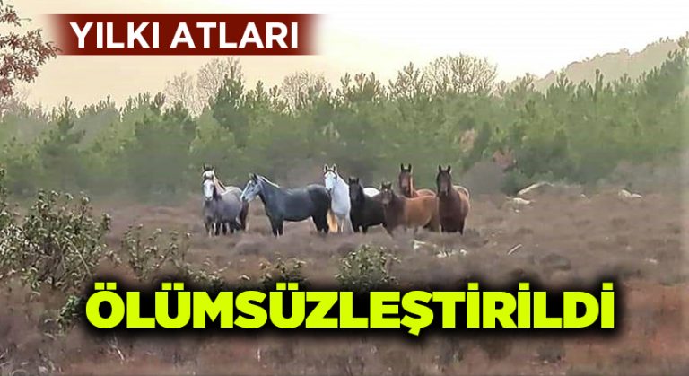 Yılkı atlarını ölümsüzleştir