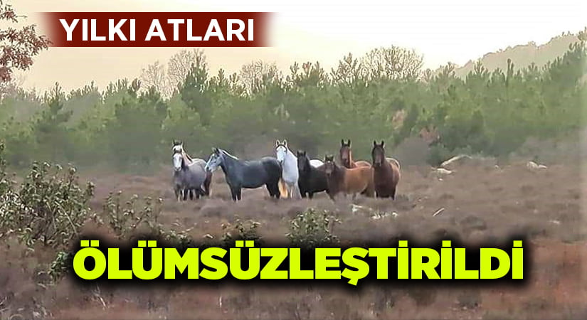 Yılkı atlarını ölümsüzleştir