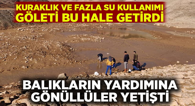 Gölette sular çekildi.. Balıkların yardımına gönüllüler koştu