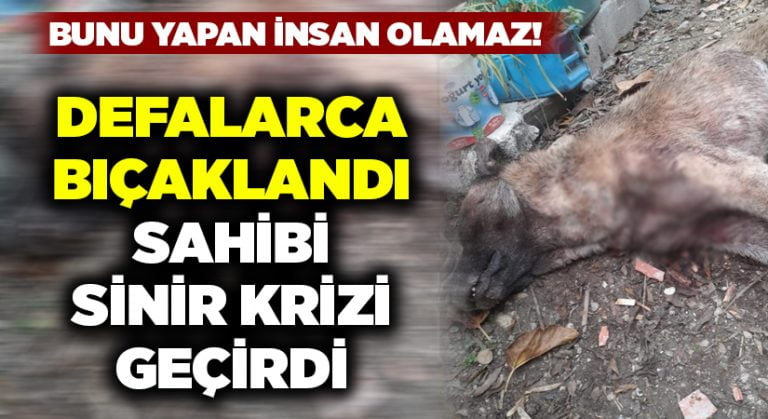 Evinin bahçesindeki köpeğini defalarca bıçaklanmış halde buldu