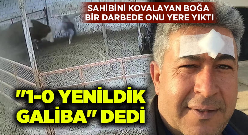 Sahibini kovalayan boğa bir darbede onu yere yıktı