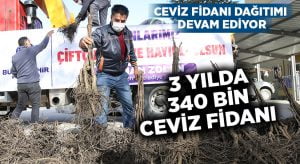 Denizli’de 3 yılda 340 bin ceviz fidanı dağıtıldı