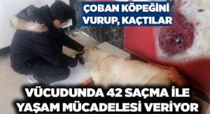 Çoban köpeğini tüfekle vurarak yaraladılar, vücudunda 42 adet saçma tespit edildi