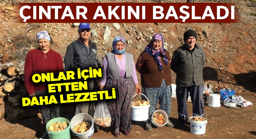 Denizli’de çıntar akını başladı