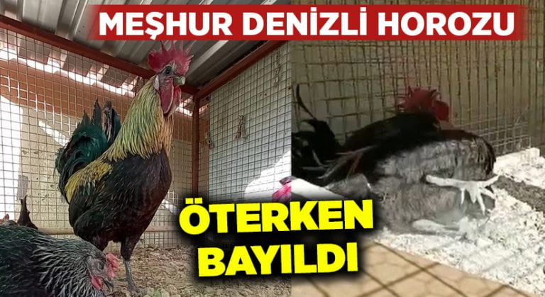 Denizli Horozu, öterken bayıldı