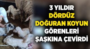 3 yıldır dördüz doğuran koyun görenleri şaşkına çevirdi