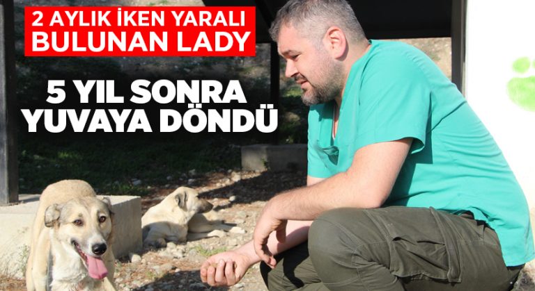 2 aylık iken yaralı bulunan Lady, 5 yıl sonra yuvaya döndü