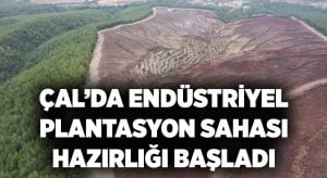 Çal’da endüstriyel plantasyon sahası hazırlığı başladı