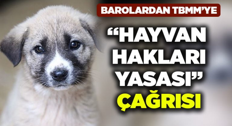 Barolardan TBMM’ye “Hayvan Hakları Yasası” Çağrısı