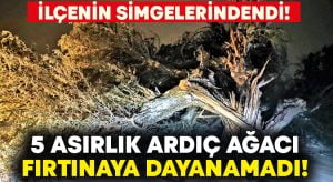 İlçenin simgelerinden 5 asırlık ardıç ağacı fırtınaya dayanamadı!