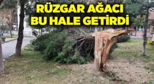 Buldan’da ağaçlar şiddetli rüzgara dayanamadı