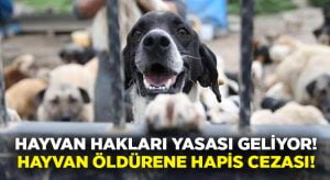 Hayvan hakları yasası sonunda geliyor.. Hayvan öldürene hapis cezası!