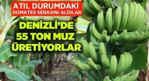 Atıl durumdaki domates serasında yılda 55 ton muz üretiyorlar