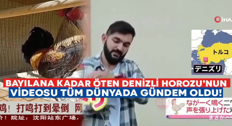 Öterken bayılan ‘Denizli Horozu’ videosu tüm dünyaya yayıldı!