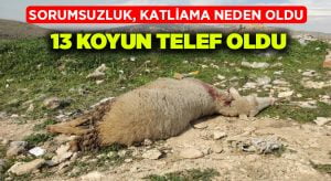 Boş araziye bırakılan tarımsal atıklar 13 koyunu telef etti