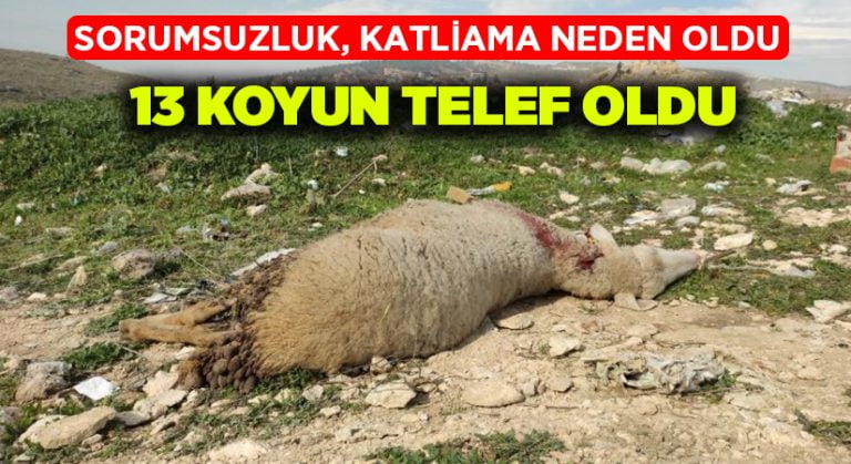 Boş araziye bırakılan tarımsal atıklar 13 koyunu telef etti