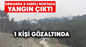 Ormanda 5 farklı noktada yangın çıktı, 1 kişi gözaltına alındı