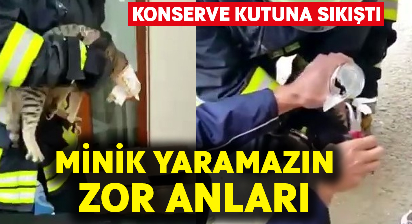 Yaramaz kedi kafasını konserve kutusuna sıkıştırdı