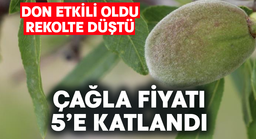 Rekolte düştü, çağlanın fiyatı 5’e katlandı