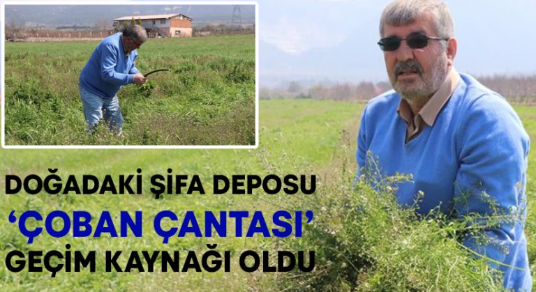 Doğadaki şifa deposu ‘Çoban Çantası’ geçim kaynağı oldu