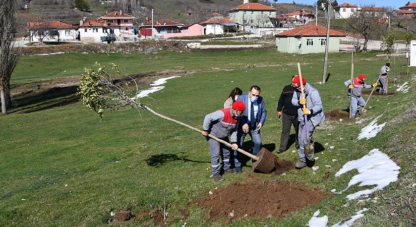 Hibe fidanlar toprakla buluşuyor