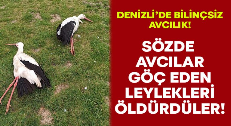 Göç eden leylekleri öldürdüler