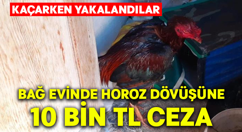 Bağ evinde horoz dövüşüne 10 bin TL ceza