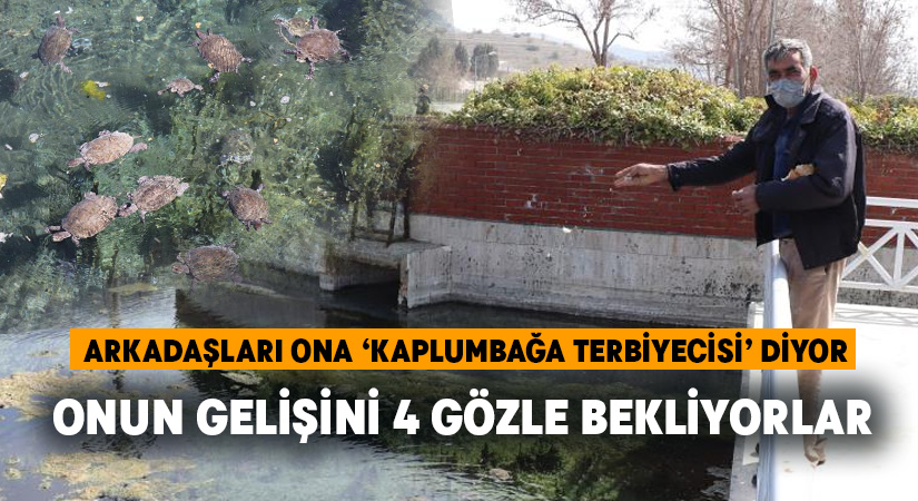 Kaplumbağalar onun gelişini 4 gözle bekliyor